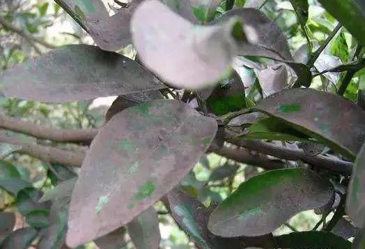 矿物油杀虫剂配方表,矿物油能和杀虫双水剂一起用么