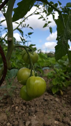 阿胶的正确吃法有什么禁忌,阿胶的正确吃法及十大禁忌