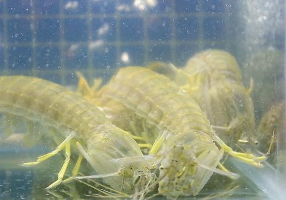 坐拥150㎡私家花园的火锅店，竟然还配空姐服务！