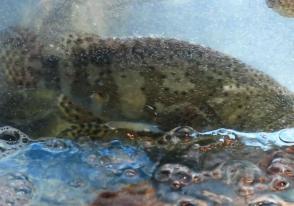 坐拥150㎡私家花园的火锅店,竟然还配空姐服务!