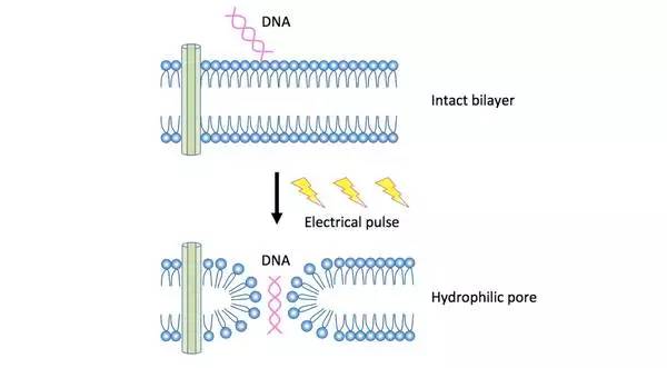 怎么画论文里面的插图,怎么在论文中画流程图