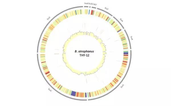 怎么画论文里面的插图,怎么在论文中画流程图