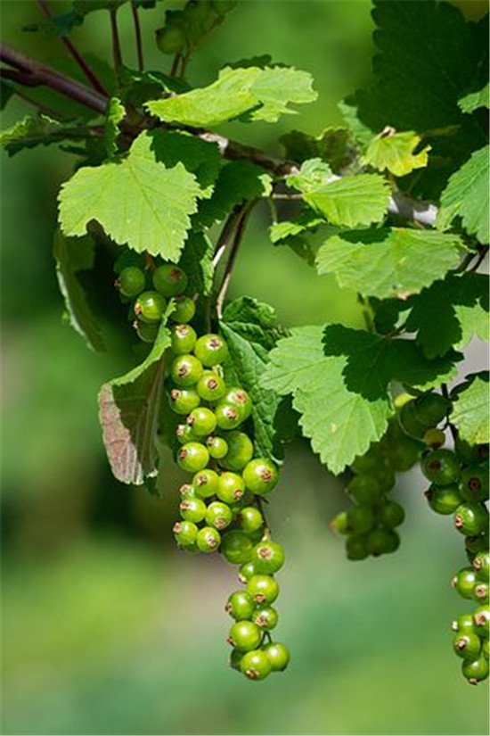盘点那些好用不贵的感冒中成药,感冒不知道怎么买药