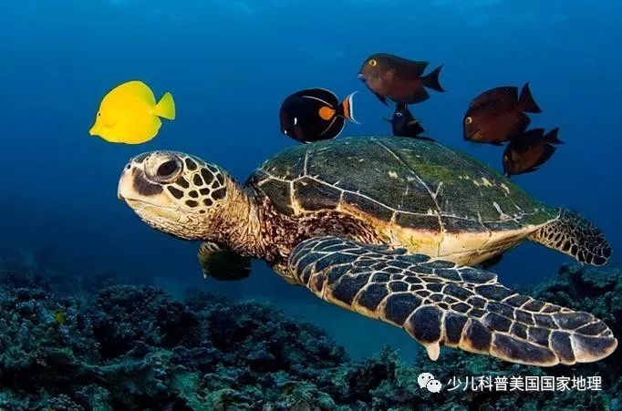 海龟家族“年终聚会”，个个活宝！