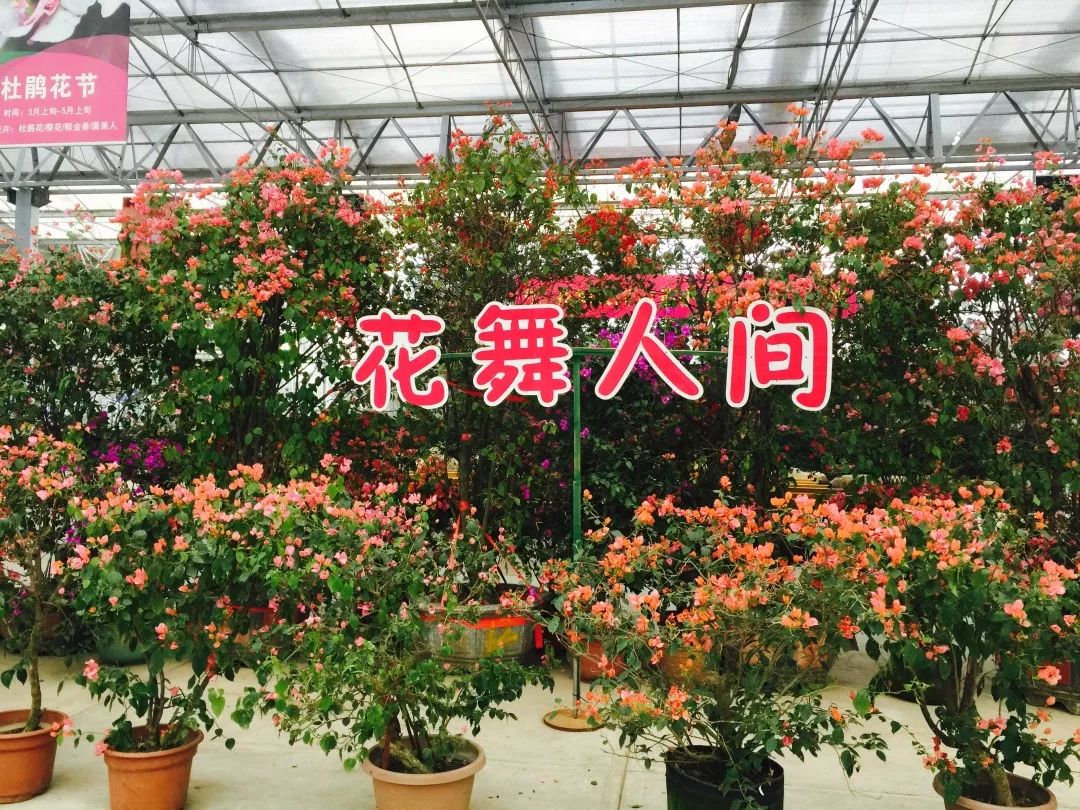 沙溪新区东部新城规划,沙溪村城市更新改造项目