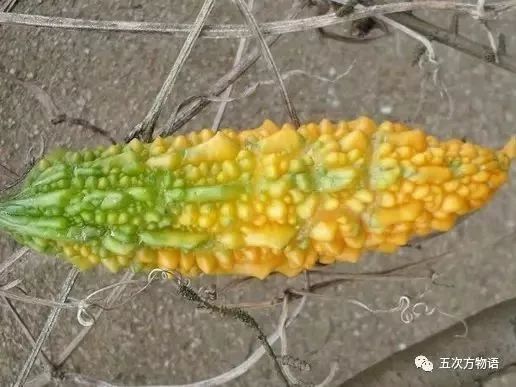 苦瓜与金铃子有什么区别,金铃子和苦瓜很像