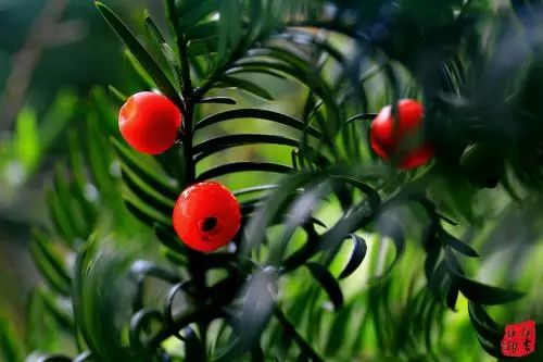 紫杉醇发现历程,解密紫杉醇