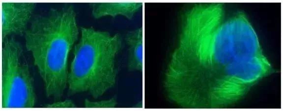 紫杉醇发现历程,解密紫杉醇