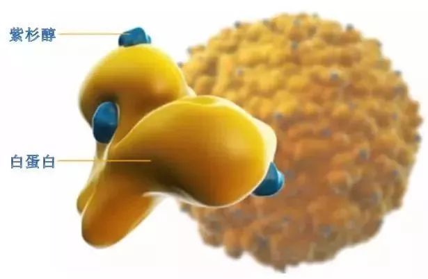 紫杉醇发现历程,解密紫杉醇