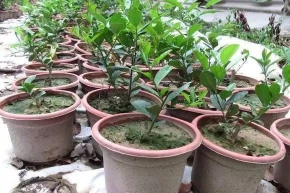 如何促进盆栽柠檬开花结果,盆栽柠檬几年开花结果