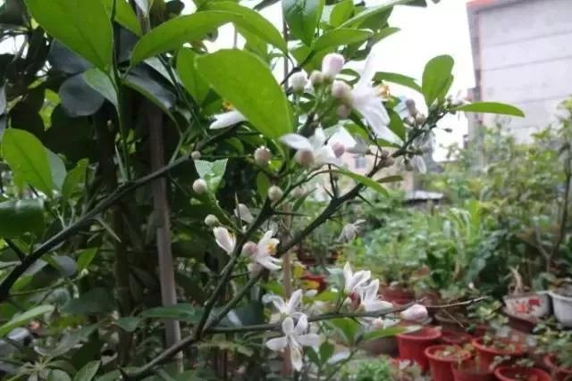 如何促进盆栽柠檬开花结果,盆栽柠檬几年开花结果