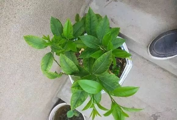 如何促进盆栽柠檬开花结果,盆栽柠檬几年开花结果