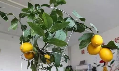 如何促进盆栽柠檬开花结果,盆栽柠檬几年开花结果