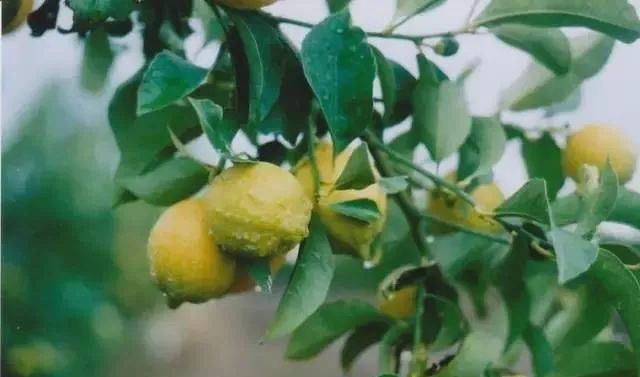如何促进盆栽柠檬开花结果,盆栽柠檬几年开花结果