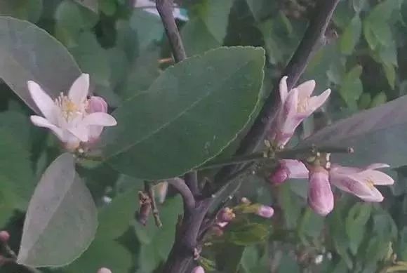 如何促进盆栽柠檬开花结果,盆栽柠檬几年开花结果