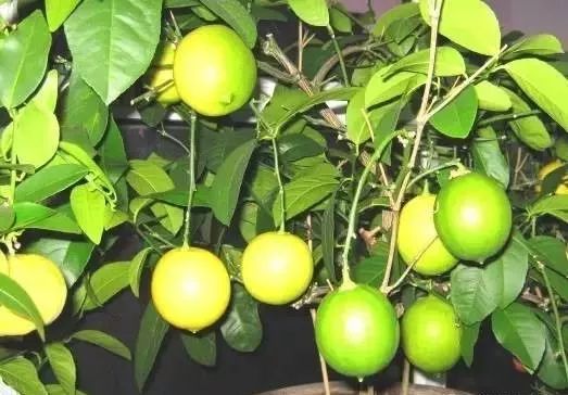 如何促进盆栽柠檬开花结果,盆栽柠檬几年开花结果