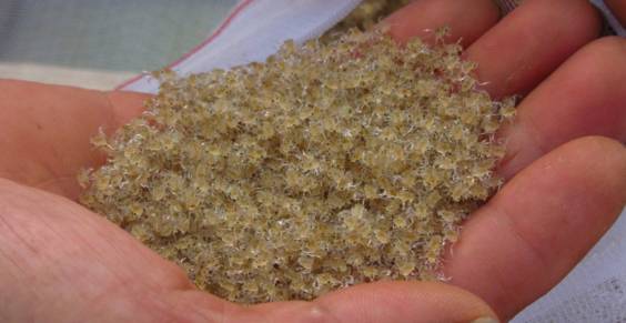 蟹苗大眼幼体养殖技术,大眼幼体养殖喂什么