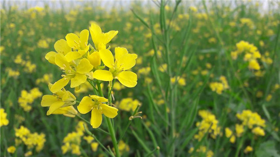 三伏天艾灸疗法绝佳时机,中医院艾灸与三伏是绝配冬病夏治