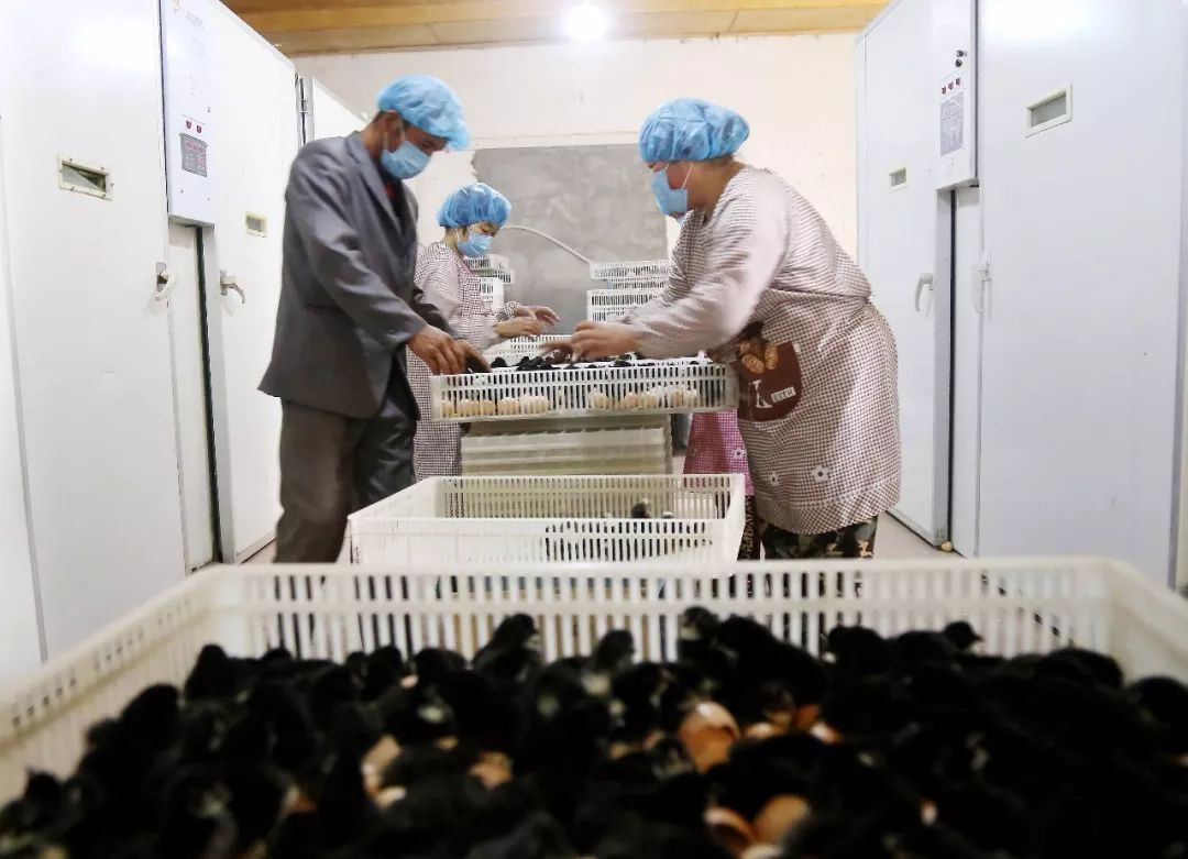 「兵地共建」奔跑在车尔臣河畔的“领头羊”