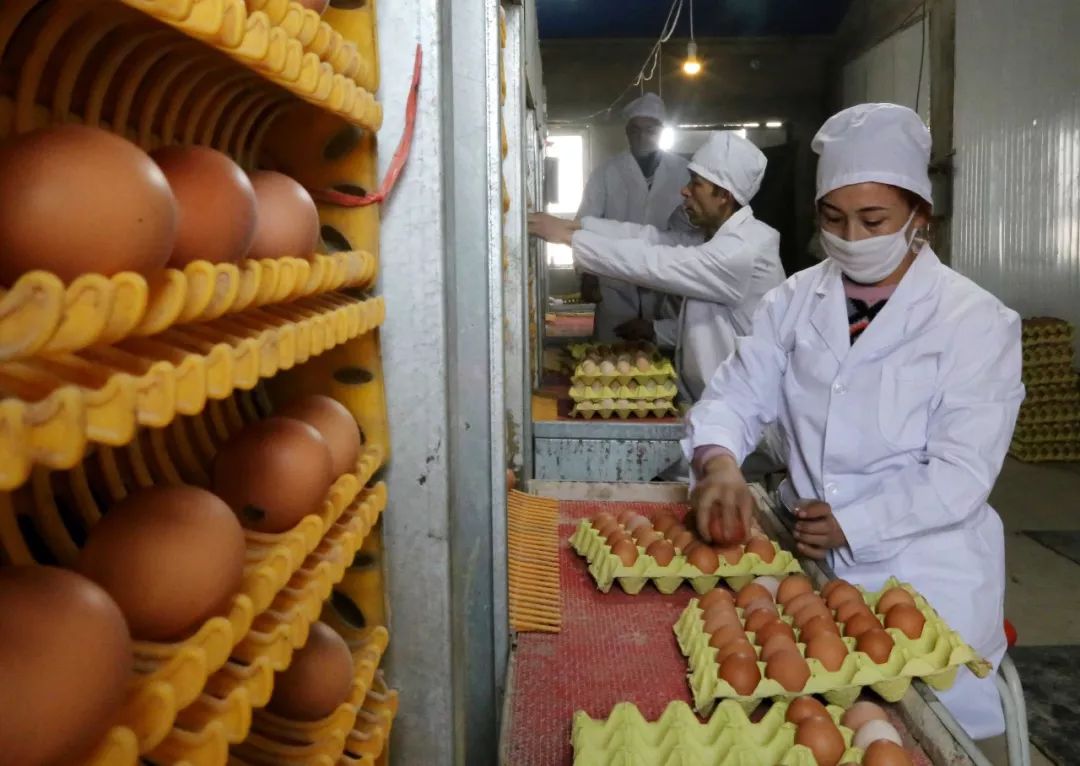 「兵地共建」奔跑在车尔臣河畔的“领头羊”