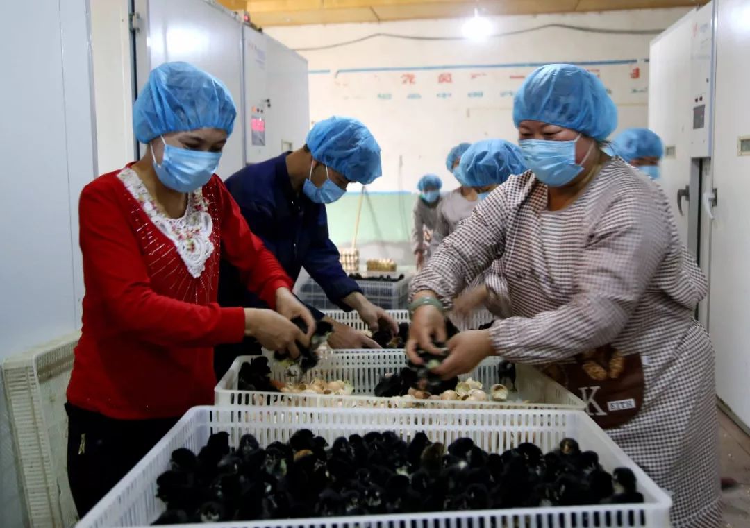 「兵地共建」奔跑在车尔臣河畔的“领头羊”