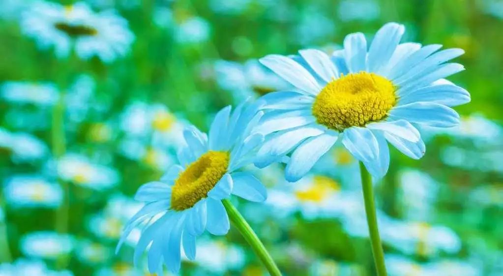 喷一喷睡眠好的用法,喷一喷快速入眠