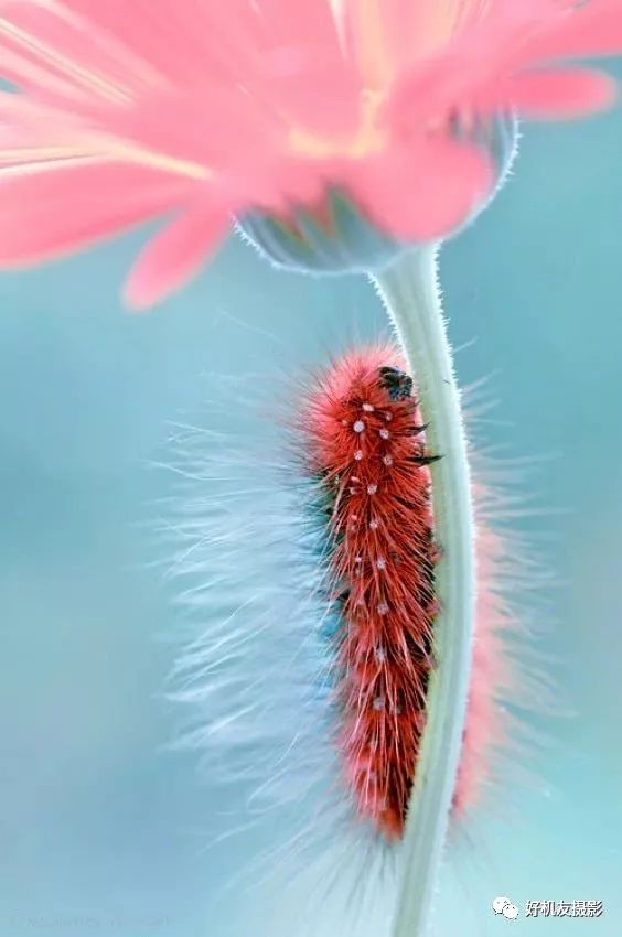微距拍摄和自然微距有什么区别,微距镜头如何拍出好的微距照片
