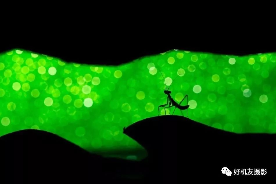 微距拍摄和自然微距有什么区别,微距镜头如何拍出好的微距照片