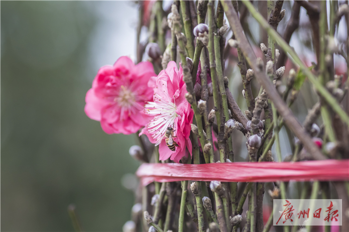 桃花朵朵开钱多多,桃花朵朵开金钱豹