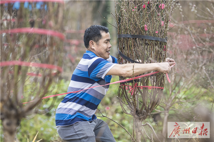 桃花朵朵开钱多多,桃花朵朵开金钱豹