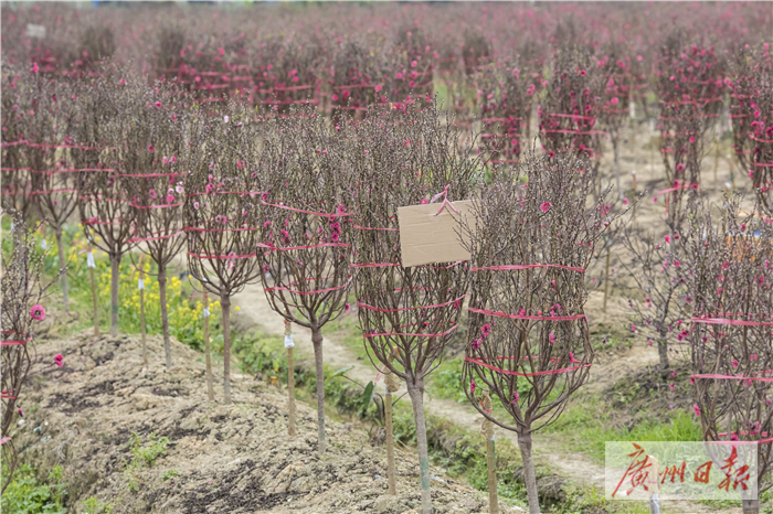 桃花朵朵开钱多多,桃花朵朵开金钱豹