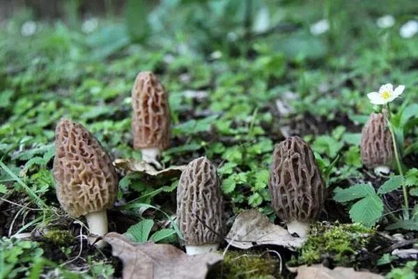 纯天然羊肚菌种植方法,珍稀羊肚菌怎么种