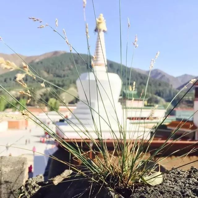 夏河：跨国搭车团在囧途