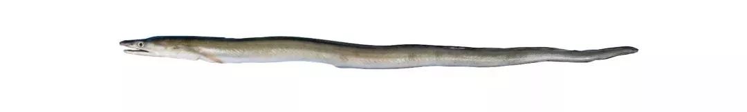 不认识这些海鲜,还敢说吃遍三亚?“三亚发布”能查海鲜限价哦~