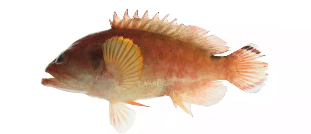 不认识这些海鲜,还敢说吃遍三亚?“三亚发布”能查海鲜限价哦~