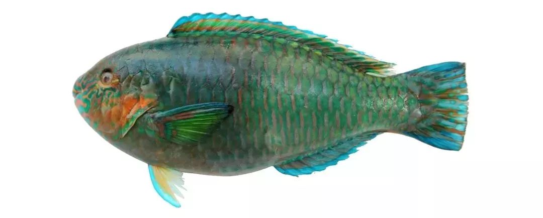 不认识这些海鲜,还敢说吃遍三亚?“三亚发布”能查海鲜限价哦~