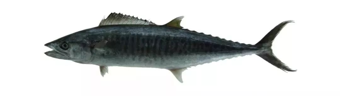 不认识这些海鲜,还敢说吃遍三亚?“三亚发布”能查海鲜限价哦~