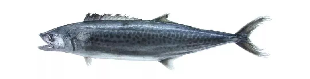 不认识这些海鲜,还敢说吃遍三亚?“三亚发布”能查海鲜限价哦~