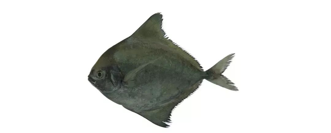 不认识这些海鲜,还敢说吃遍三亚?“三亚发布”能查海鲜限价哦~