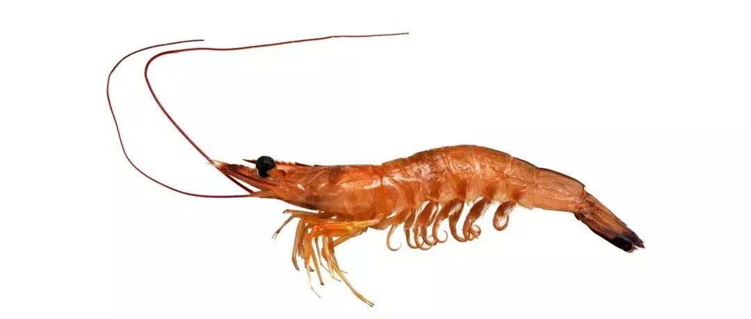 不认识这些海鲜,还敢说吃遍三亚?“三亚发布”能查海鲜限价哦~