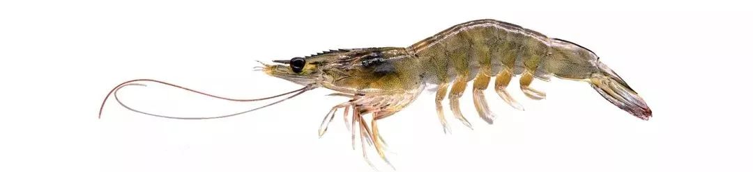 不认识这些海鲜,还敢说吃遍三亚?“三亚发布”能查海鲜限价哦~