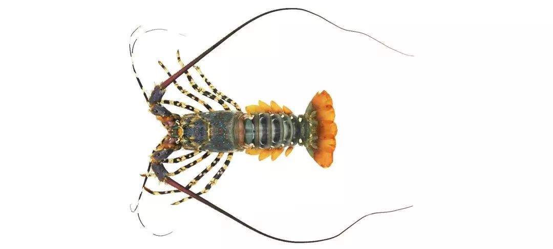 不认识这些海鲜,还敢说吃遍三亚?“三亚发布”能查海鲜限价哦~