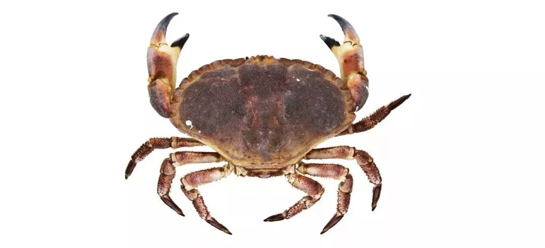 不认识这些海鲜,还敢说吃遍三亚?“三亚发布”能查海鲜限价哦~