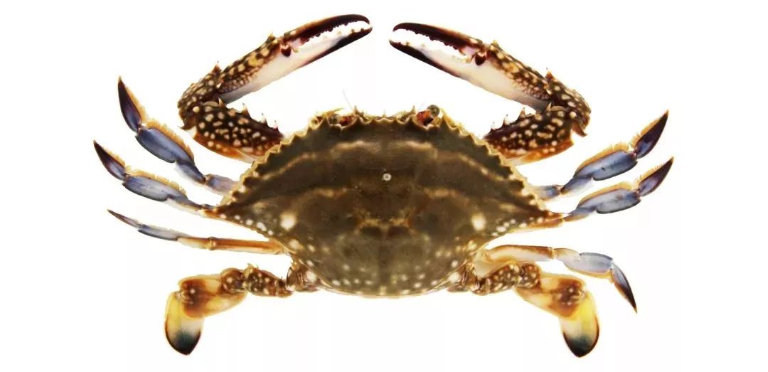 不认识这些海鲜,还敢说吃遍三亚?“三亚发布”能查海鲜限价哦~