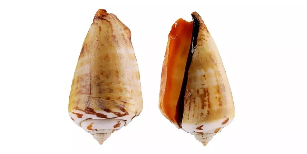 不认识这些海鲜,还敢说吃遍三亚?“三亚发布”能查海鲜限价哦~