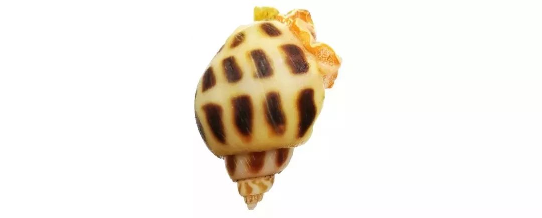 不认识这些海鲜,还敢说吃遍三亚?“三亚发布”能查海鲜限价哦~