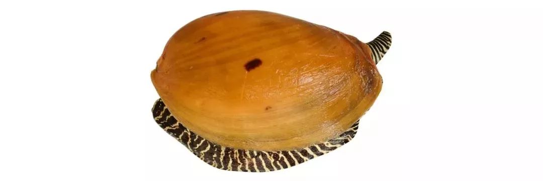 不认识这些海鲜,还敢说吃遍三亚?“三亚发布”能查海鲜限价哦~