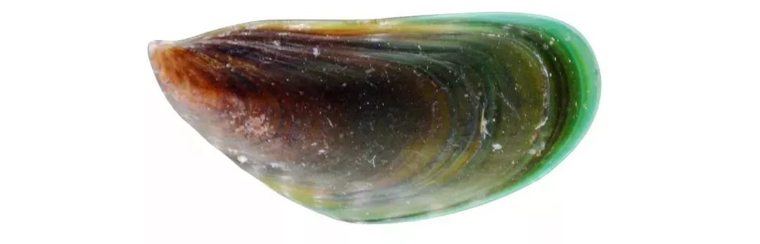 不认识这些海鲜,还敢说吃遍三亚?“三亚发布”能查海鲜限价哦~