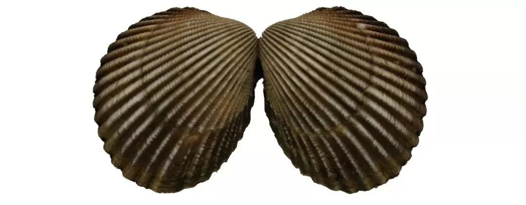 不认识这些海鲜,还敢说吃遍三亚?“三亚发布”能查海鲜限价哦~