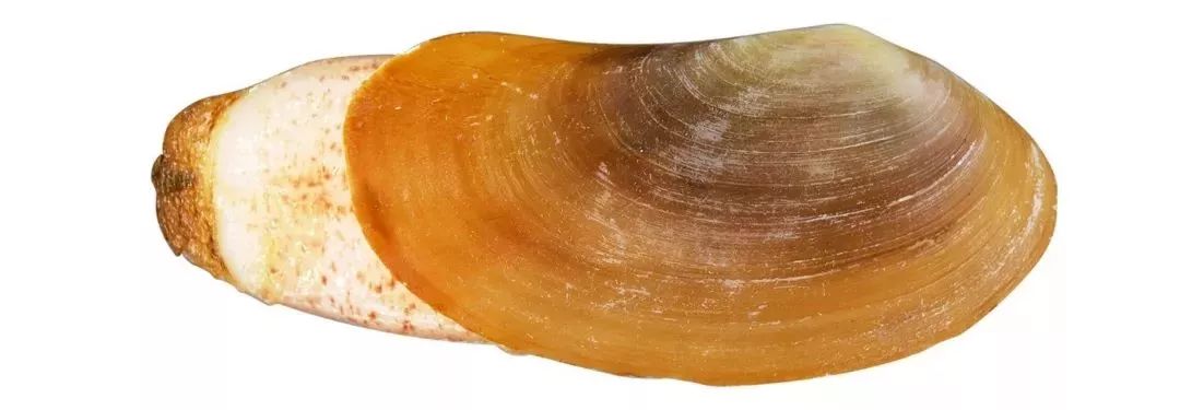 不认识这些海鲜,还敢说吃遍三亚?“三亚发布”能查海鲜限价哦~